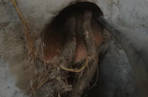 tree roots in pipe