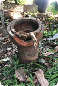 tree root in collar of terracotta pipe